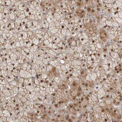 Immunohistochemistry-Paraffin: MPHOSPH6 Antibody [NBP1-82626]