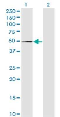 Western Blot: MPND Antibody (1C12) [H00084954-M01]