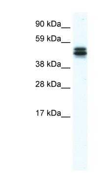 Western Blot: MPND Antibody [NBP1-91536]