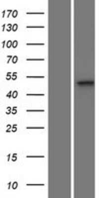 Western Blot: MPND Overexpression Lysate [NBP2-05962]