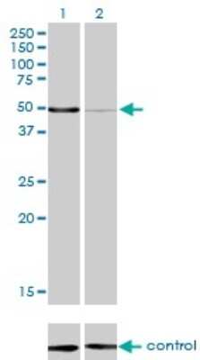 Western Blot: MPP1 Antibody (1C3-1D11) [H00004354-M02]