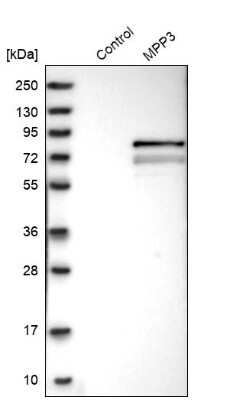 Western Blot: MPP3 Antibody [NBP1-85014]