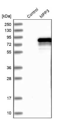 Western Blot: MPP3 Antibody [NBP1-85015]