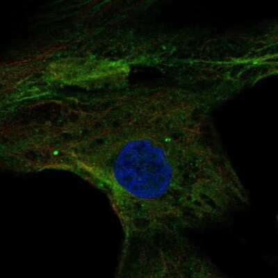 Immunocytochemistry/ Immunofluorescence: MPP4 Antibody [NBP2-68731]