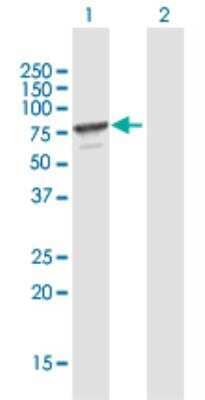 Western Blot: MPP7 Antibody [H00143098-B01P-50ug]