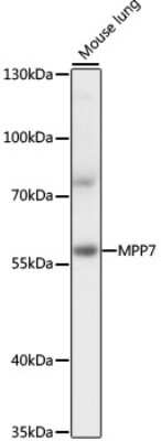 Western Blot: MPP7 AntibodyAzide and BSA Free [NBP2-94698]