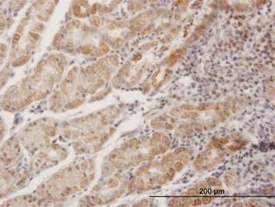Immunohistochemistry-Paraffin: MPPED1 Antibody [H00000758-B02P]
