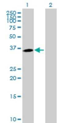 Western Blot: MPPED1 Antibody [H00000758-B01P]