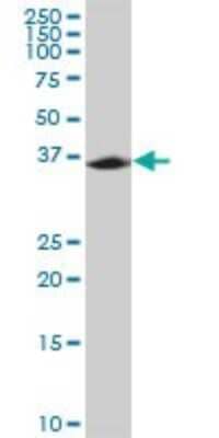 Western Blot: MPPED1 Antibody [H00000758-B02P]