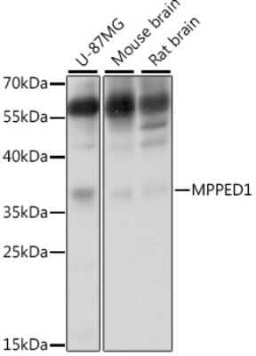 Western Blot: MPPED1 AntibodyBSA Free [NBP2-93345]