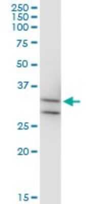 Western Blot: MPPED2 Antibody (4H5) [H00000744-M08]