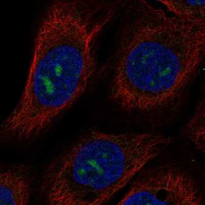 Immunocytochemistry/ Immunofluorescence: MPPED2 Antibody [NBP2-56450]