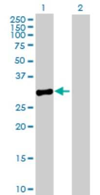 Western Blot: MPPED2 Antibody [H00000744-B01P]
