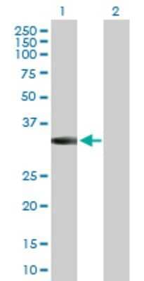 Western Blot: MPPED2 Antibody [H00000744-D01P]