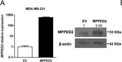 Western Blot: MPPED2 Antibody [NBP1-80499]