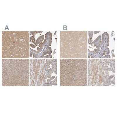 Immunohistochemistry-Paraffin: MPRIP Antibody [NBP1-81035]