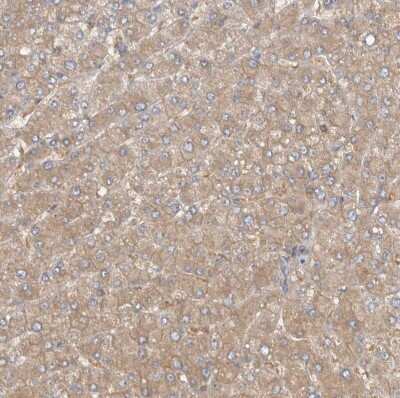 Immunohistochemistry-Paraffin: MPRIP Antibody [NBP1-81035]