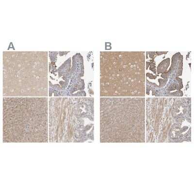 Immunohistochemistry-Paraffin: MPRIP Antibody [NBP1-81036]