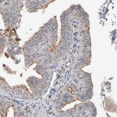 Immunohistochemistry-Paraffin: MPRIP Antibody [NBP1-81036]