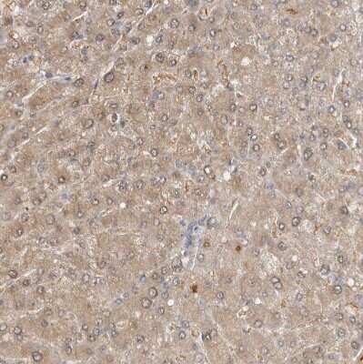 Immunohistochemistry-Paraffin: MPRIP Antibody [NBP1-81036]