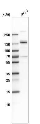 Western Blot: MPRIP Antibody [NBP1-81035]