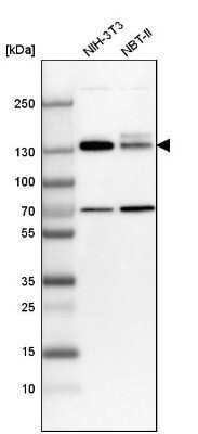 Western Blot: MPRIP Antibody [NBP1-81035]