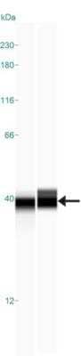 Simple Western: MPST Antibody [NBP1-82617]