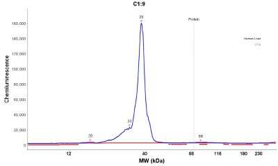 Simple Western: MPST Antibody [NBP1-82617]