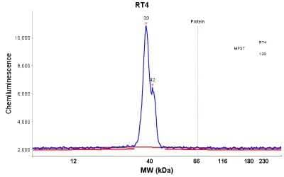 Simple Western: MPST Antibody [NBP1-82617]