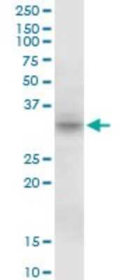 Western Blot: MPST Antibody [H00004357-B01P]