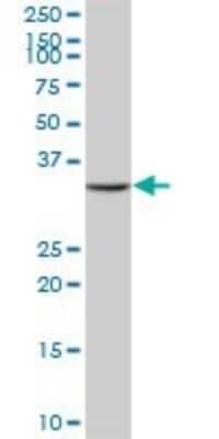 Western Blot: MPST Antibody [H00004357-B01P]