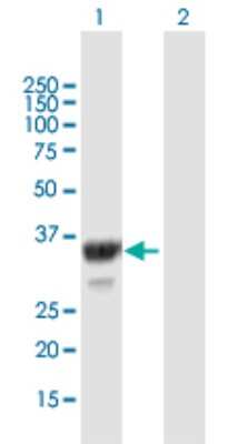 Western Blot: MPST Antibody [H00004357-B01P]