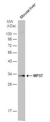 Western Blot: MPST Antibody [NBP1-31115]