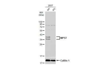 Western Blot: MPST Antibody [NBP1-31115]