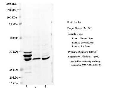 Western Blot: MPST Antibody [NBP1-54734]