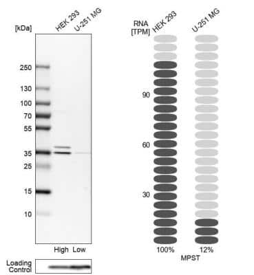 Western Blot: MPST Antibody [NBP1-82617]