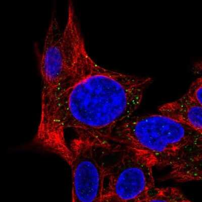 Immunocytochemistry/ Immunofluorescence: MPV17L Antibody [NBP1-83466]