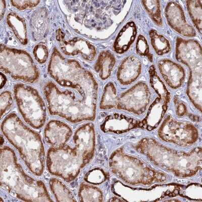 Immunohistochemistry-Paraffin: MPV17L Antibody [NBP1-83466]