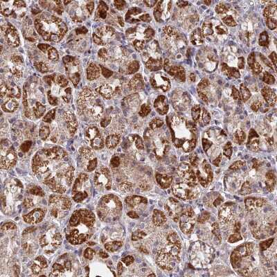 Immunohistochemistry-Paraffin: MPV17L Antibody [NBP1-83466]