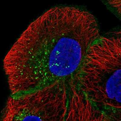 Immunocytochemistry/ Immunofluorescence: MPZL1 Antibody [NBP2-57487]