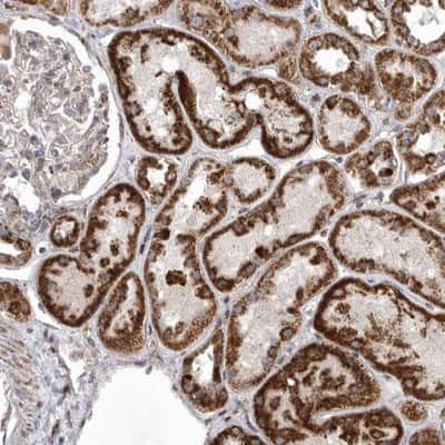 Immunohistochemistry-Paraffin: MPZL1 Antibody [NBP1-83625]