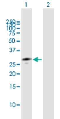 Western Blot: MPZL1 Antibody [H00009019-B01P]