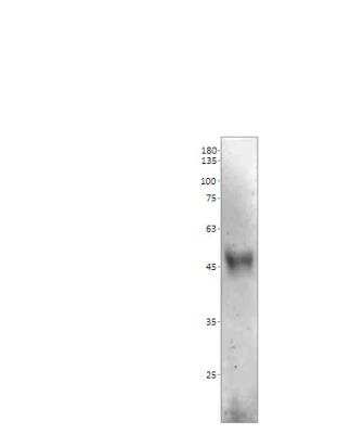 Western Blot: MR1 Antibody [NBP3-12405]