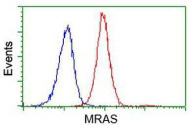 Flow Cytometry: M-Ras/R-Ras3 Antibody (OTI3C4) [NBP2-00719]