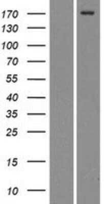 Western Blot: Mrc2 Overexpression Lysate [NBP2-07680]