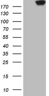 Western Blot: MRCK Antibody (OTI12C12)Azide and BSA Free [NBP2-72777]