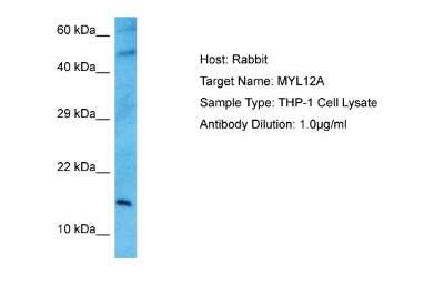 Western Blot: MRCL3 Antibody [NBP2-86713]