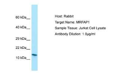 Western Blot: MRFAP1 Antibody [NBP1-98552]