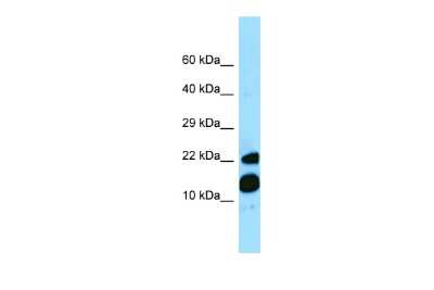 Western Blot: MRFAP1 Antibody [NBP2-85311]