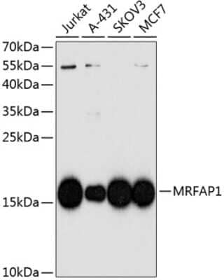 Western Blot: MRFAP1 AntibodyBSA Free [NBP2-94813]